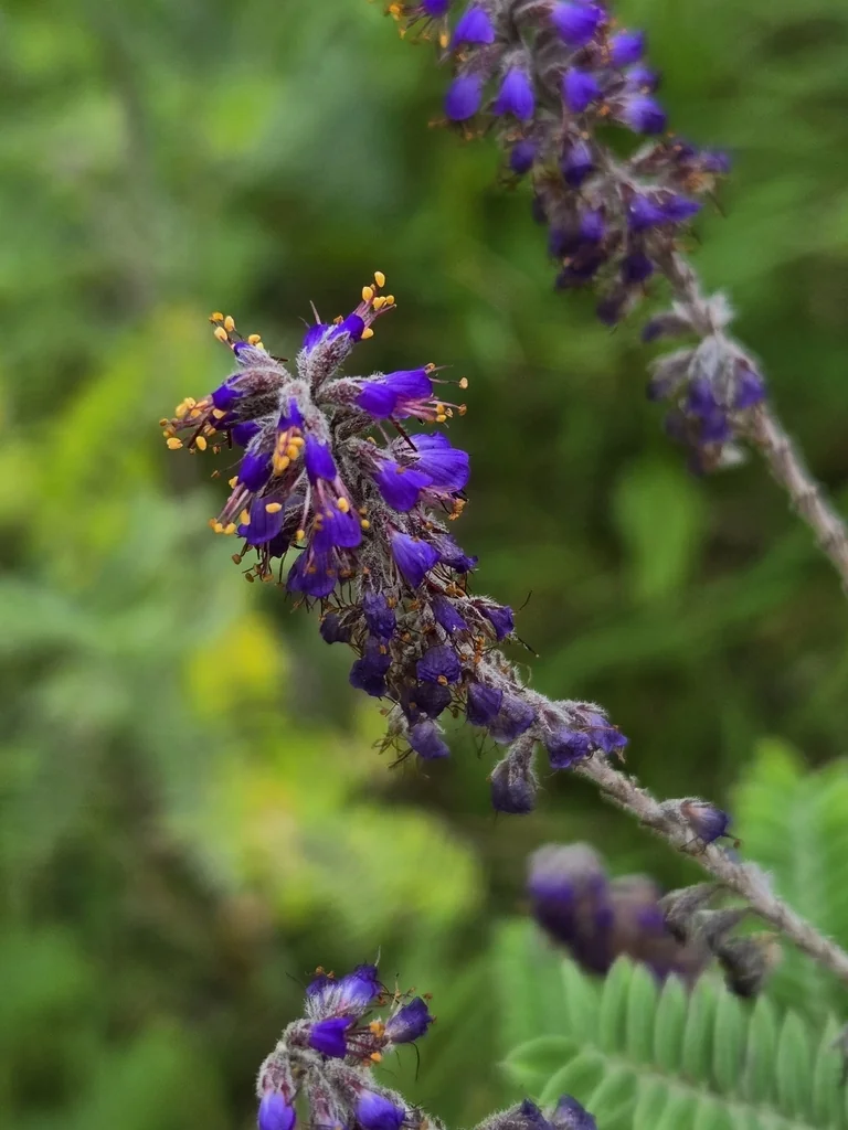 Amorpha Canescens