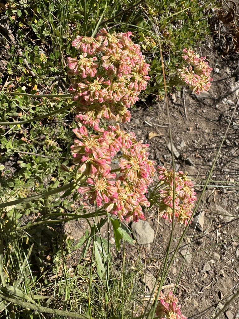 Eriogonum Umbellatum