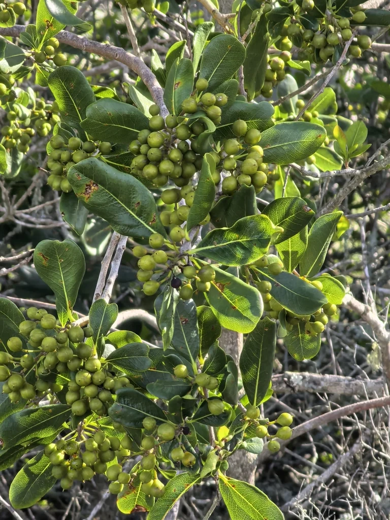 Pittosporum Viridiflorum