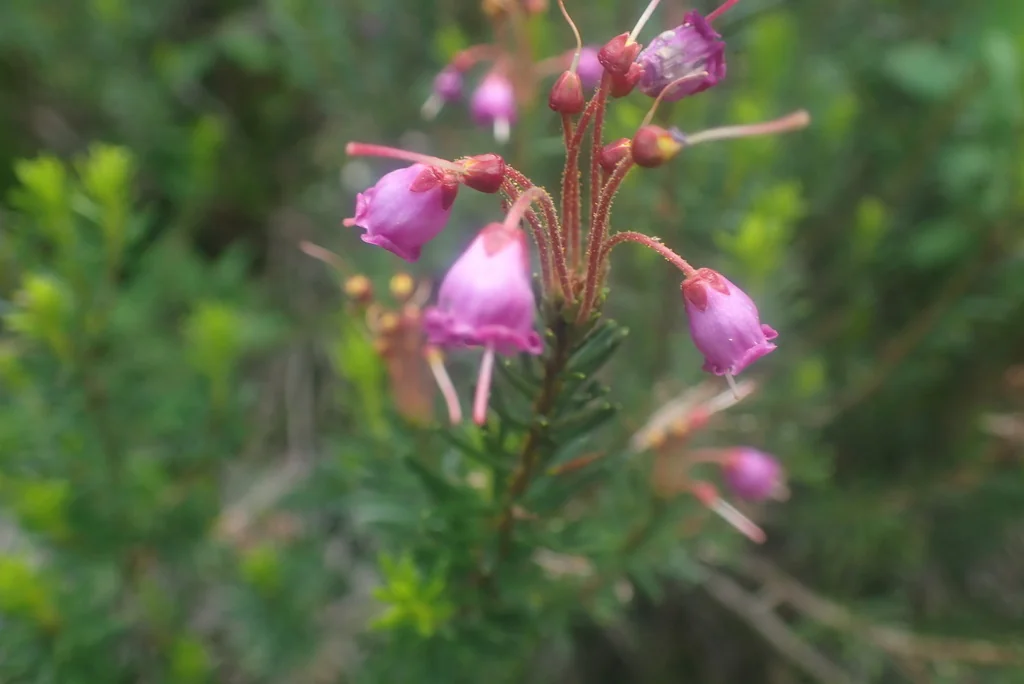Phyllodoce Empetriformis