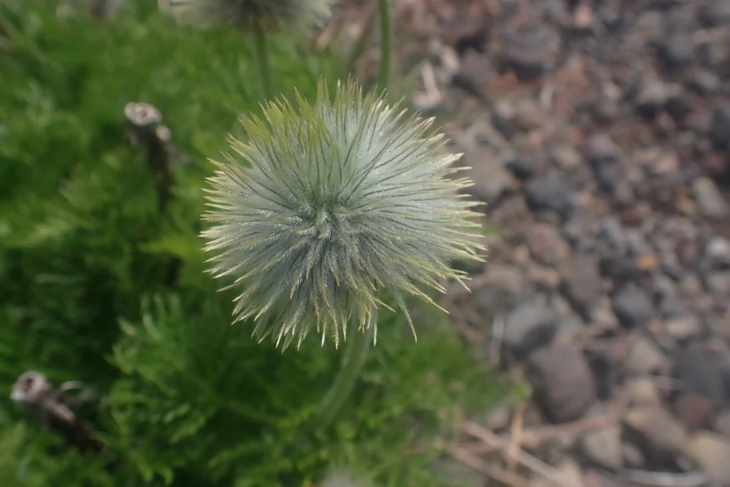 Anemone Occidentalis