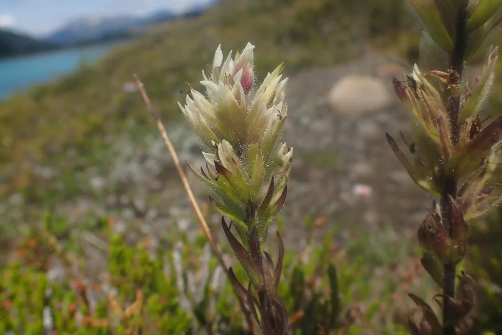 Castilleja Parviflora