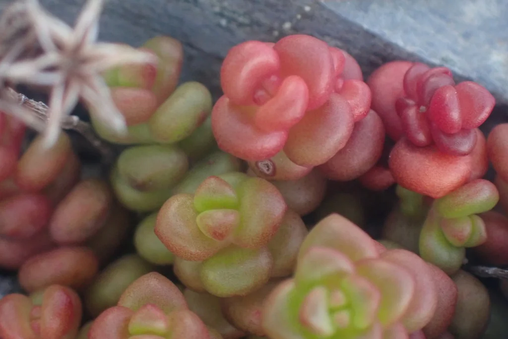 Sedum Divergens