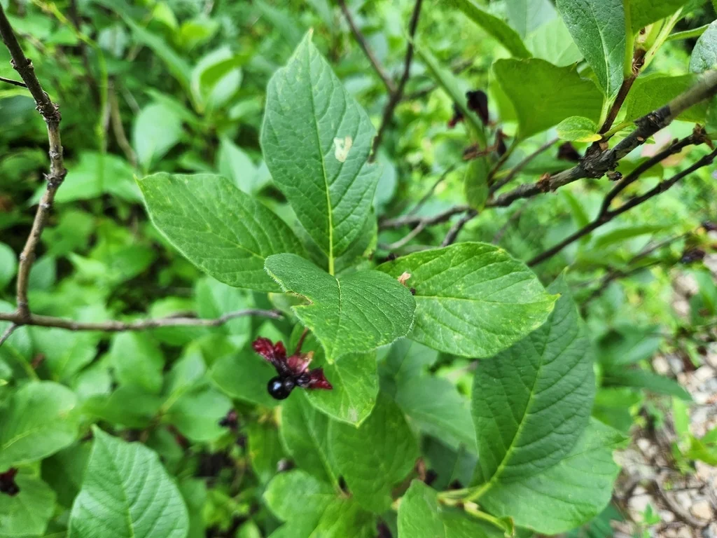 Lonicera Involucrata