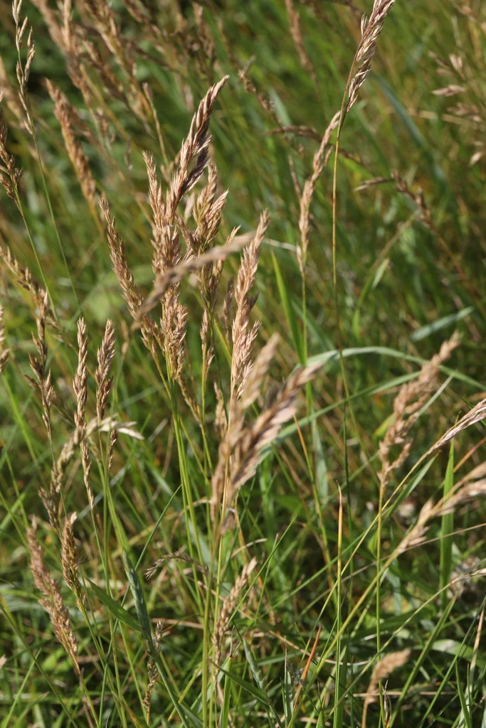 Festuca Rubra