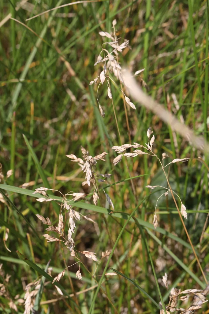 Poa Pratensis