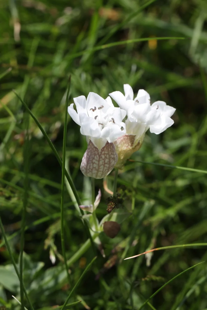 Silene Uniflora