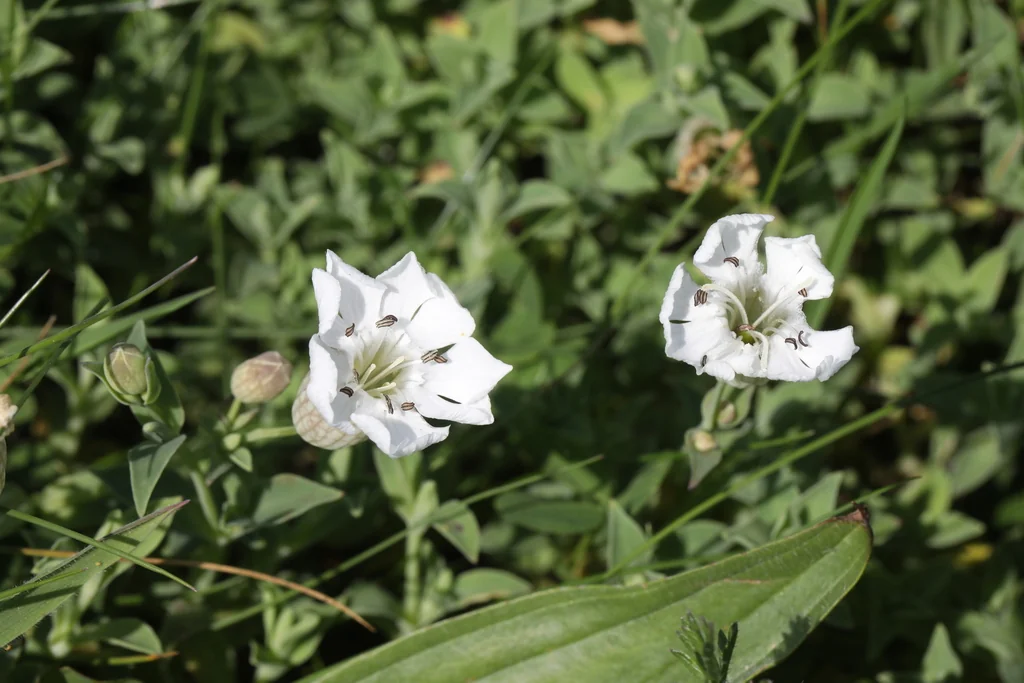 Silene Uniflora
