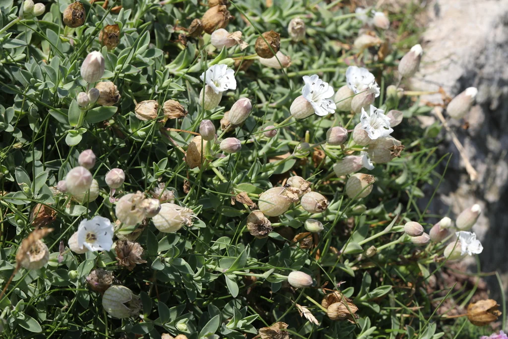 Silene Uniflora