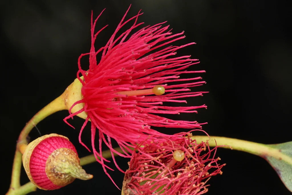 Eucalyptus Leucoxylon