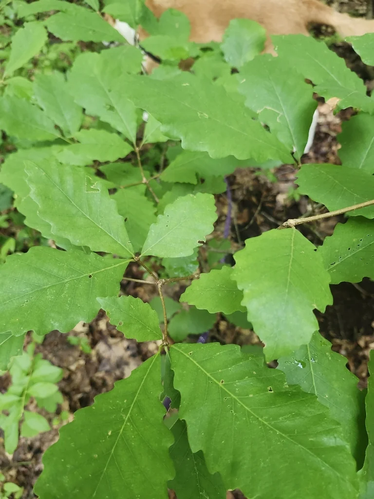 Quercus Montana