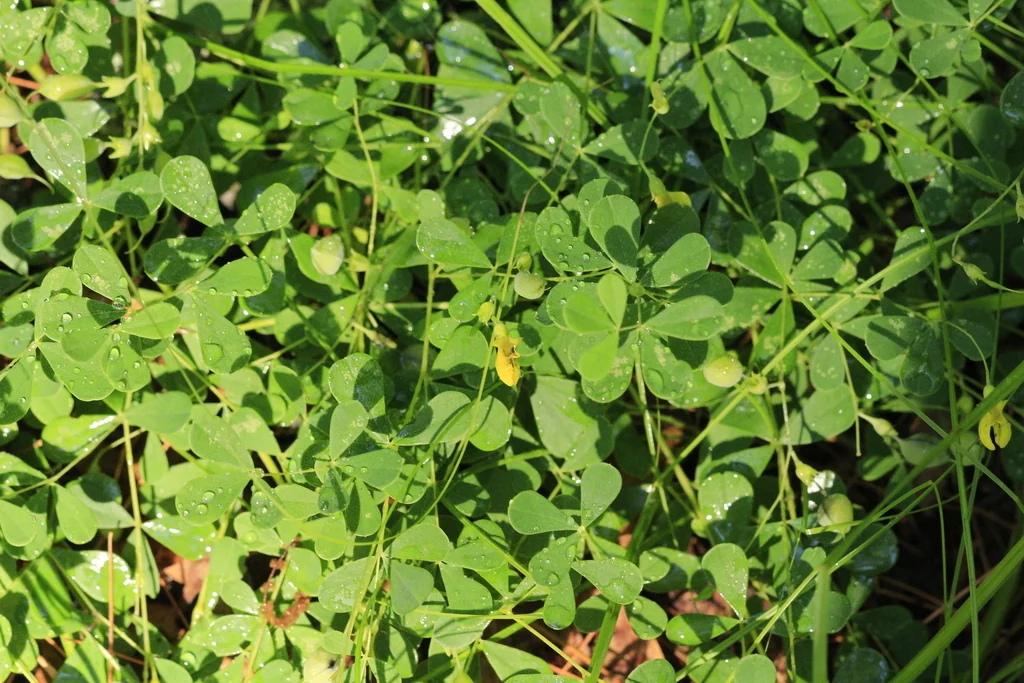 Baptisia Tinctoria