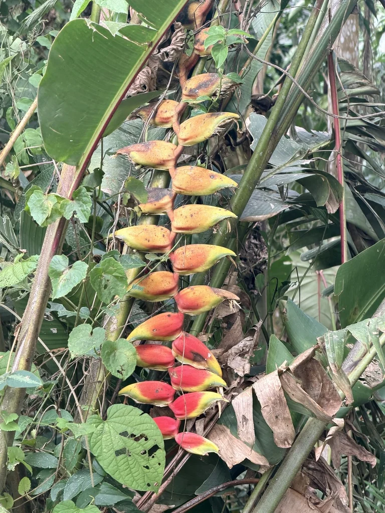 Heliconia Rostrata