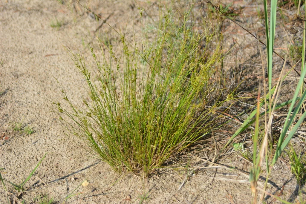 Juncus Tenuis
