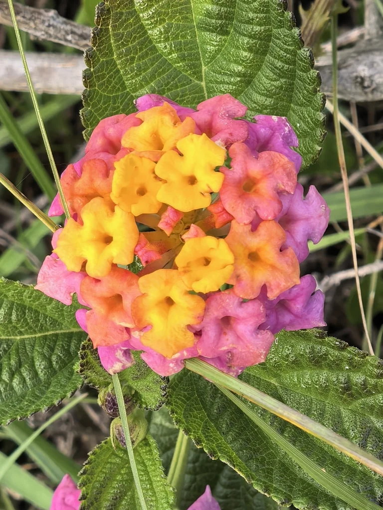 Lantana camara