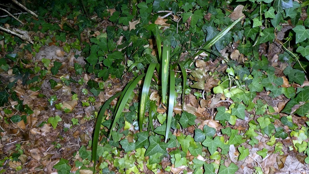 Iris Foetidissima