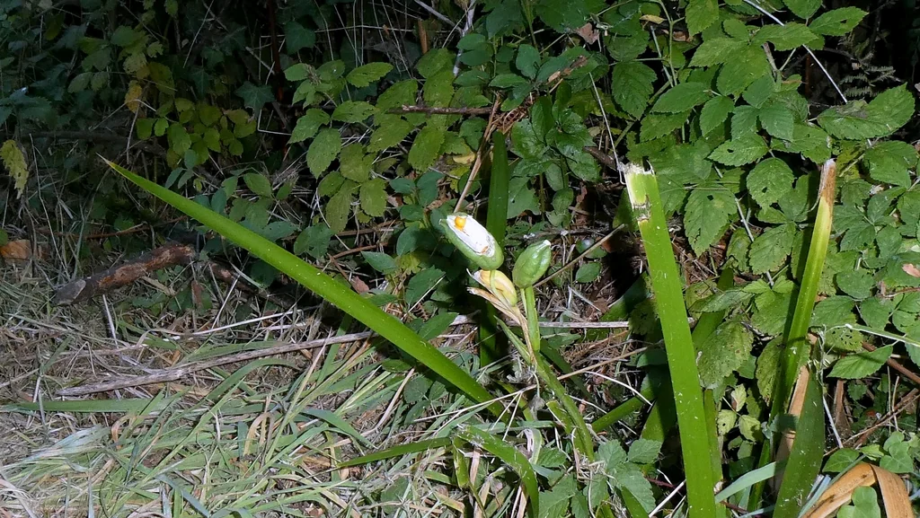 Iris Foetidissima