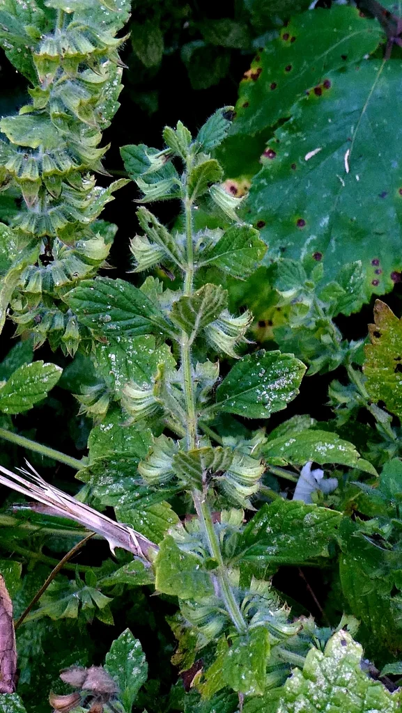 Melissa Officinalis