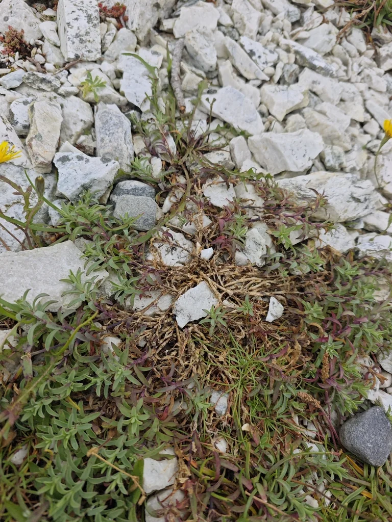 Silene Uniflora