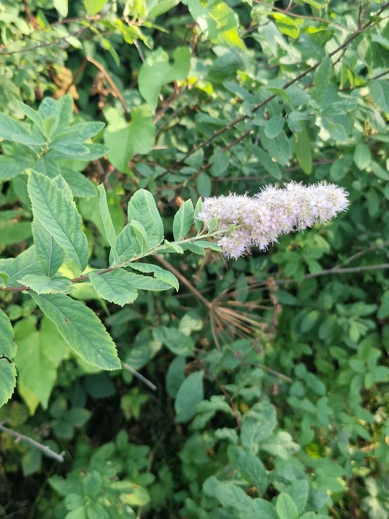 Spiraea Douglasii