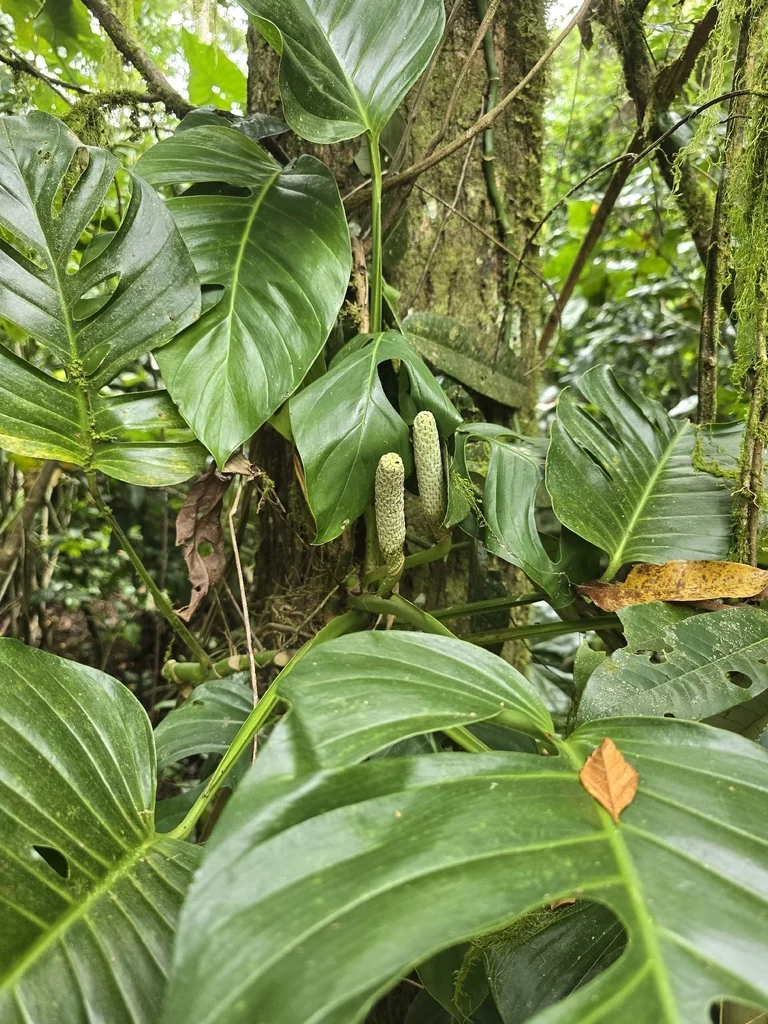 Monstera adansonii