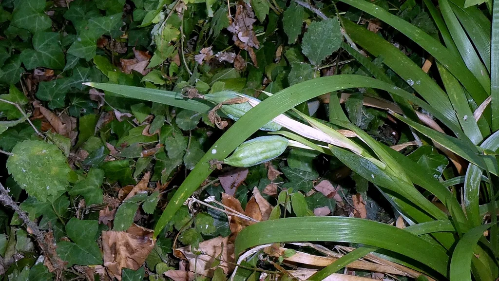 Iris Foetidissima
