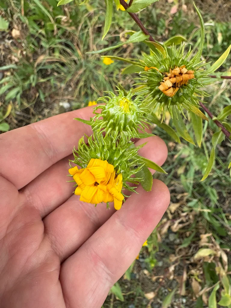 Grindelia Integrifolia