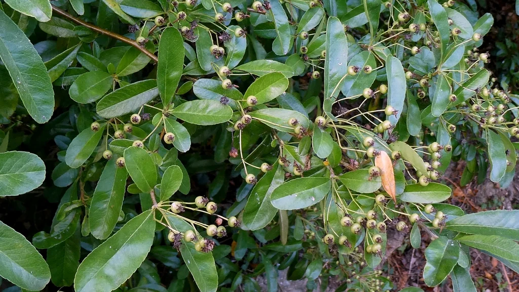 Pyracantha Coccinea