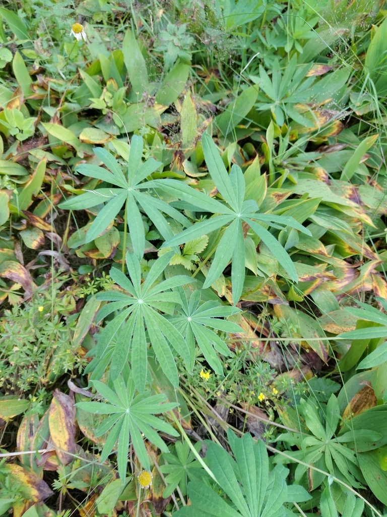 Lupinus Polyphyllus