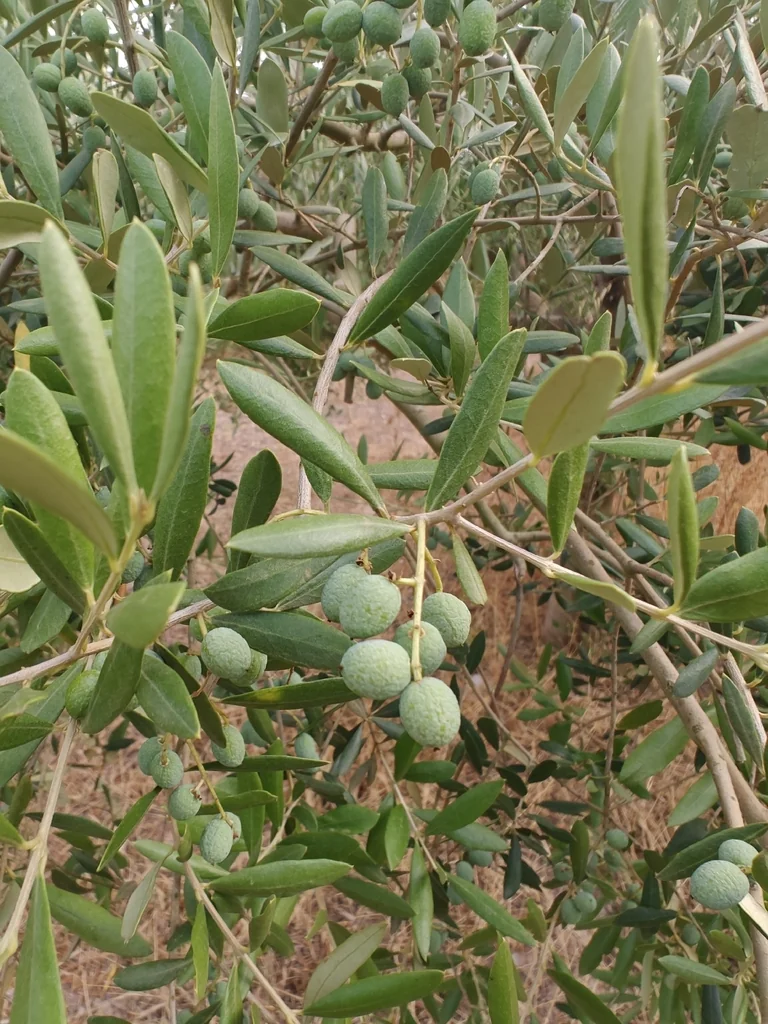 Olea Europaea