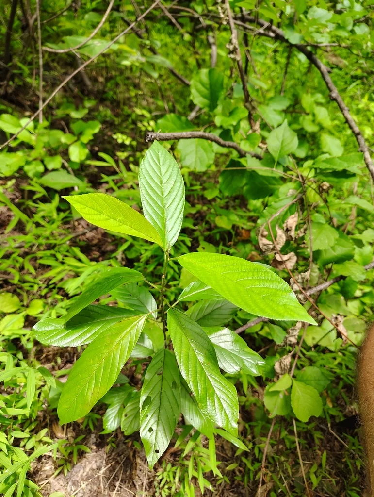 Rhamnus Caroliniana