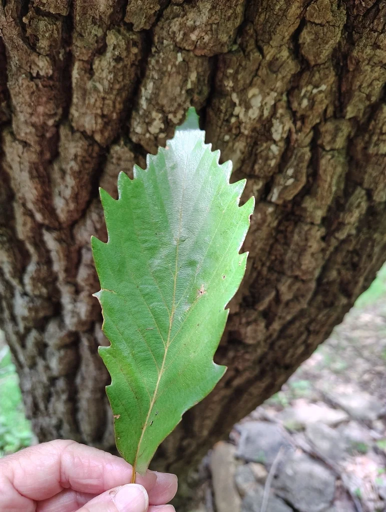 Quercus Montana