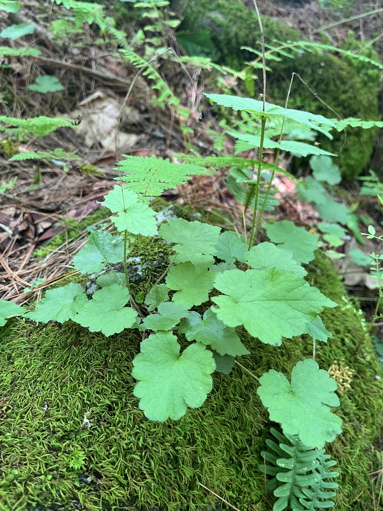 Tiarella Cordifolia
