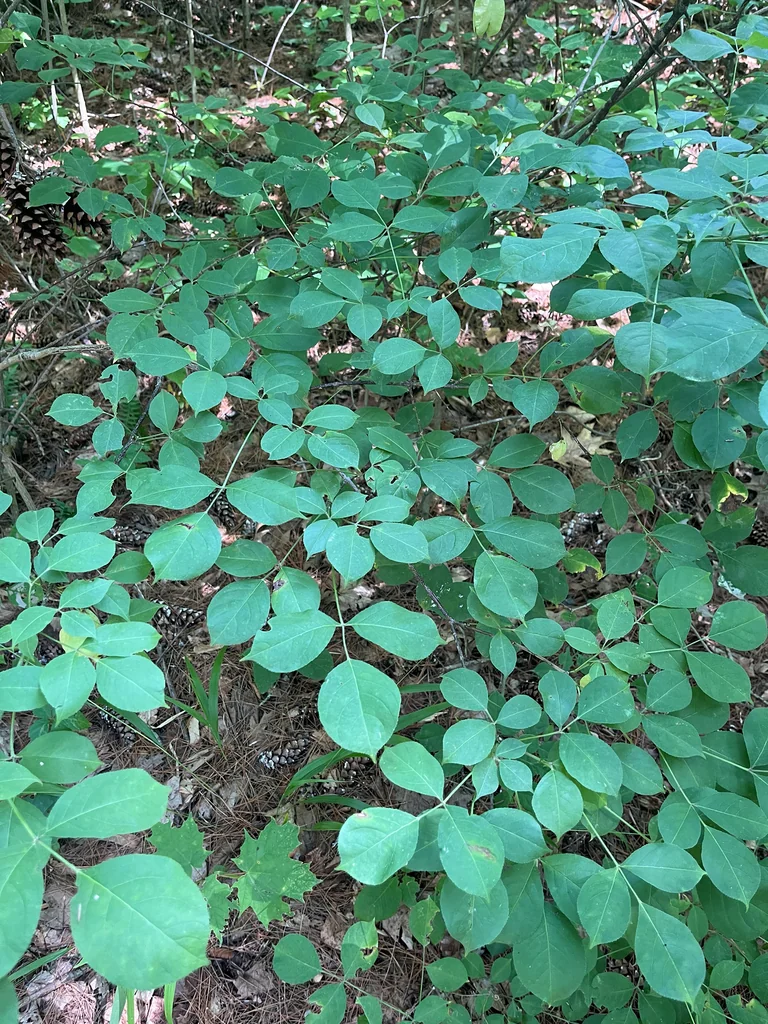 Staphylea Trifolia