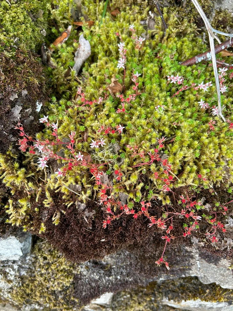 Sedum Anglicum