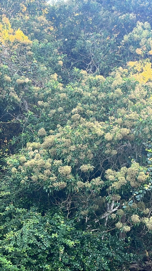 Nuxia Floribunda