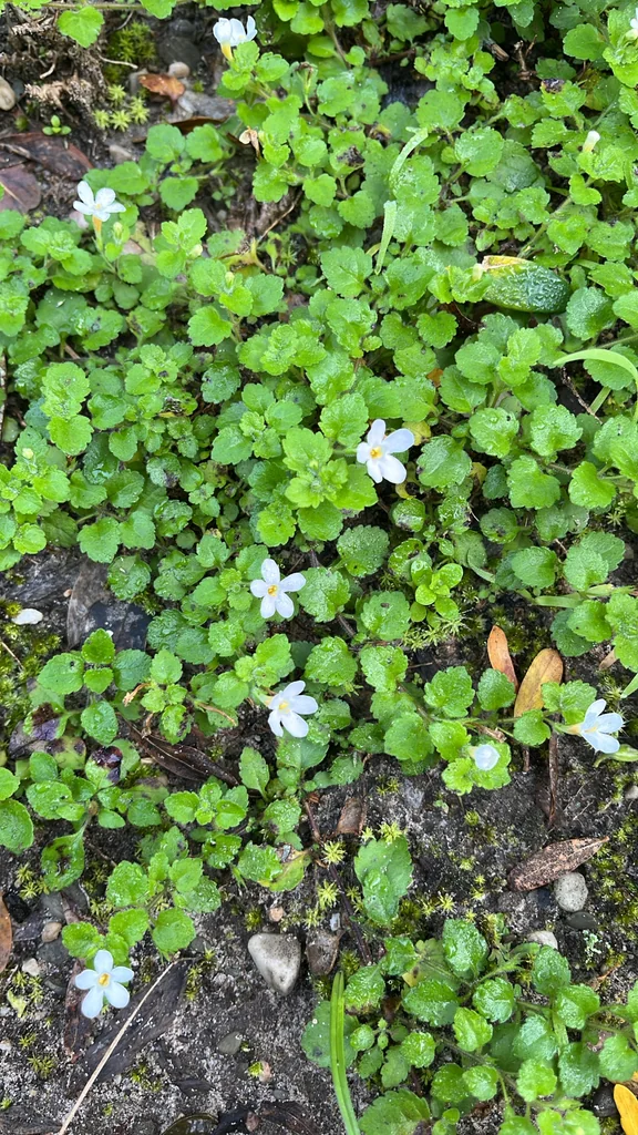 Sutera cordata