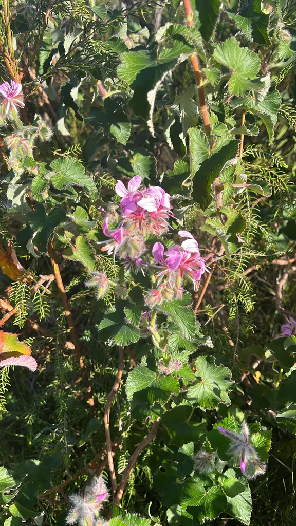 Pelargonium Cordifolium