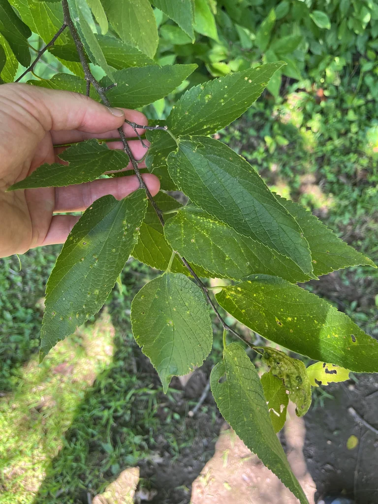 Celtis Occidentalis