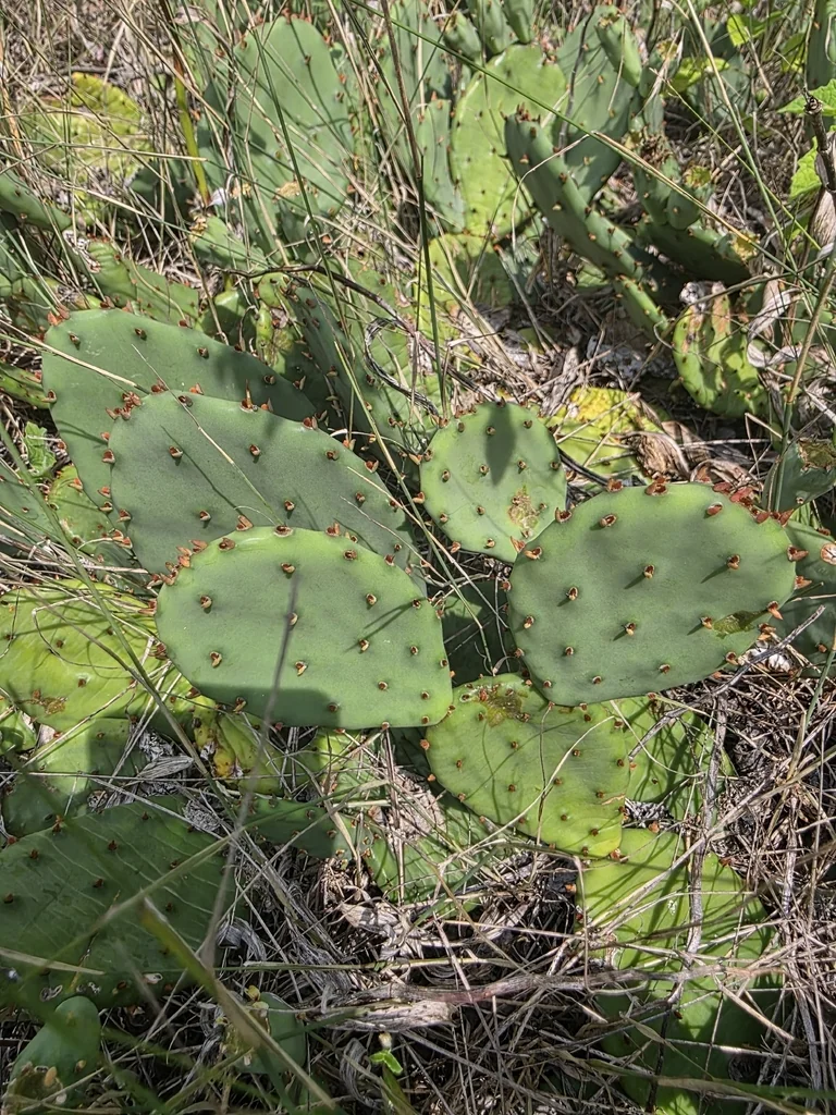 Opuntia Humifusa