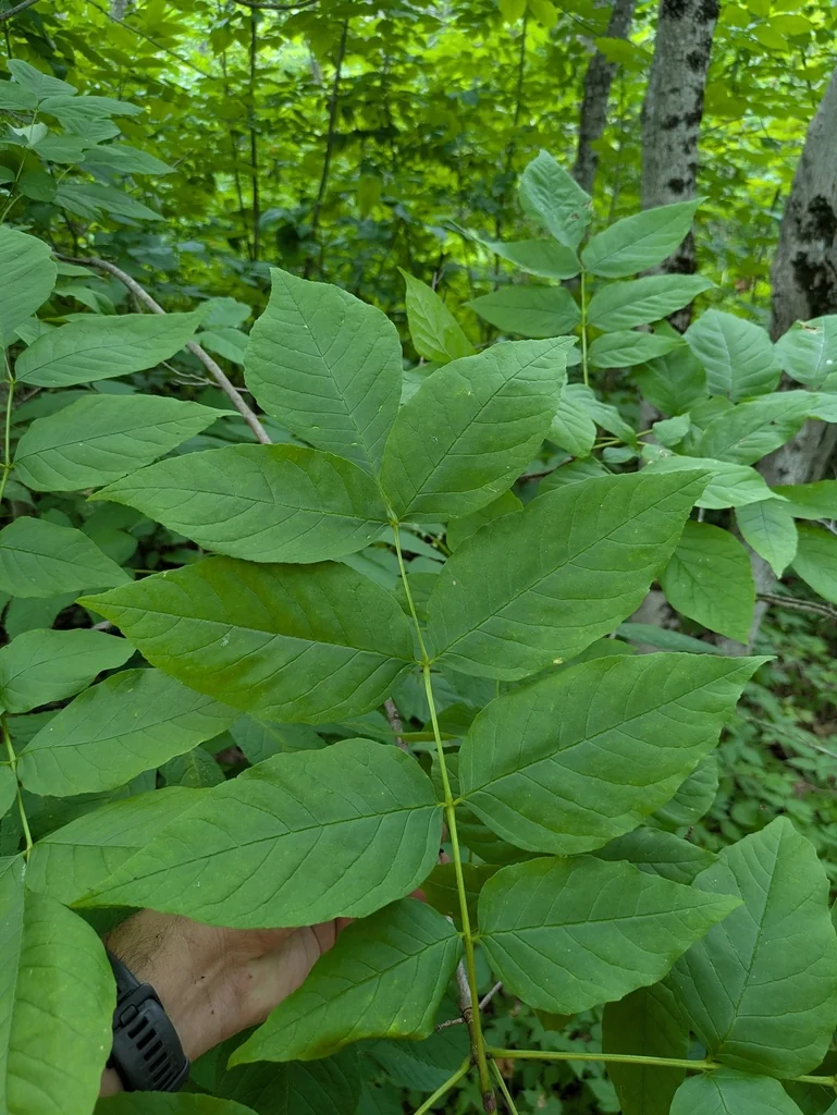 Fraxinus Americana