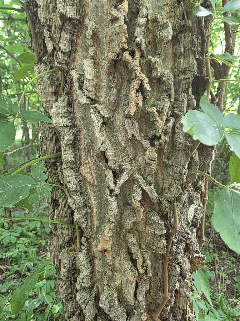 Celtis Occidentalis