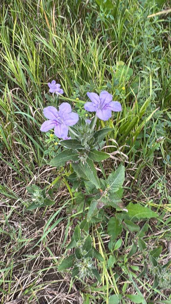 Ruellia Humilis