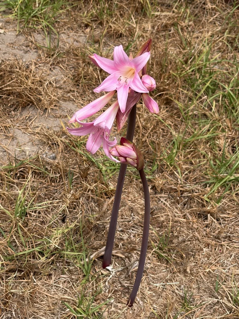 Amaryllis Belladonna
