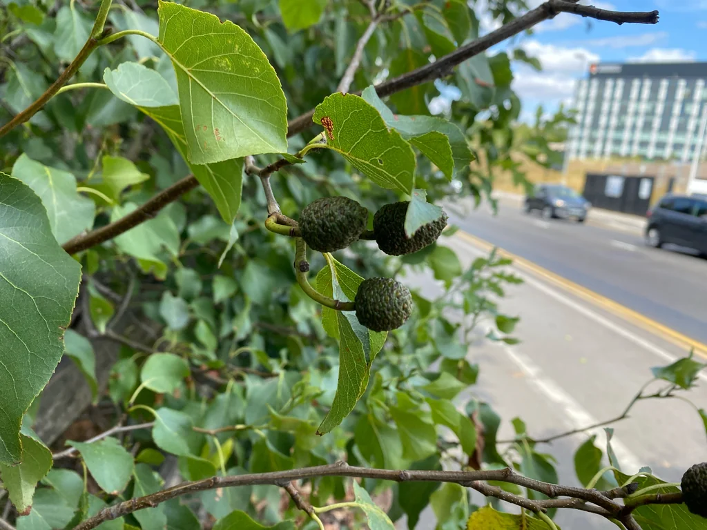 Alnus Cordata