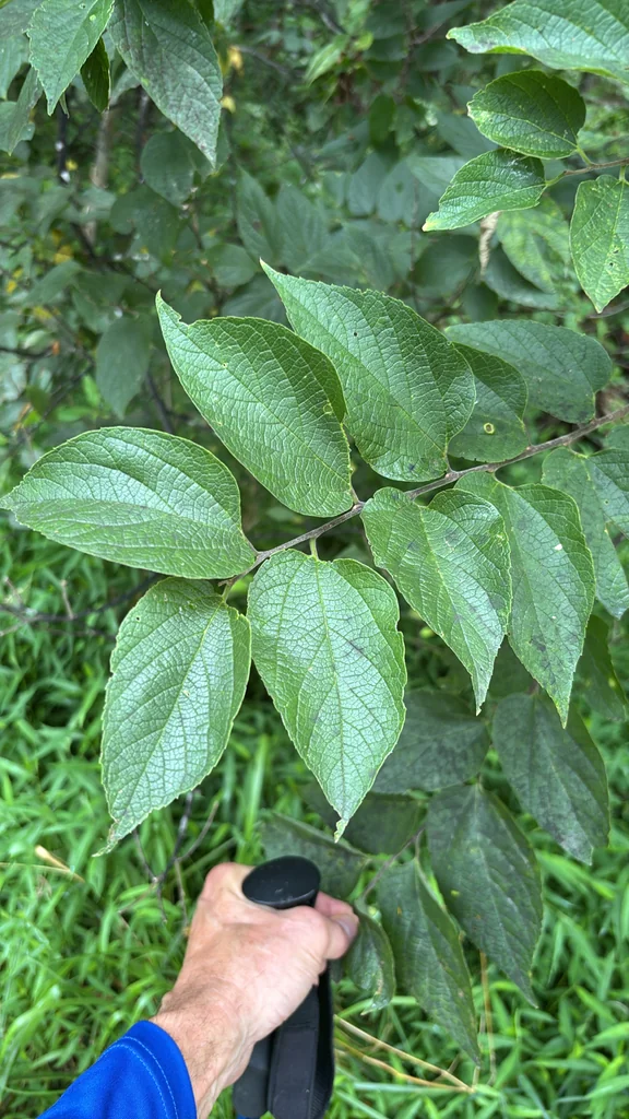 Celtis Occidentalis