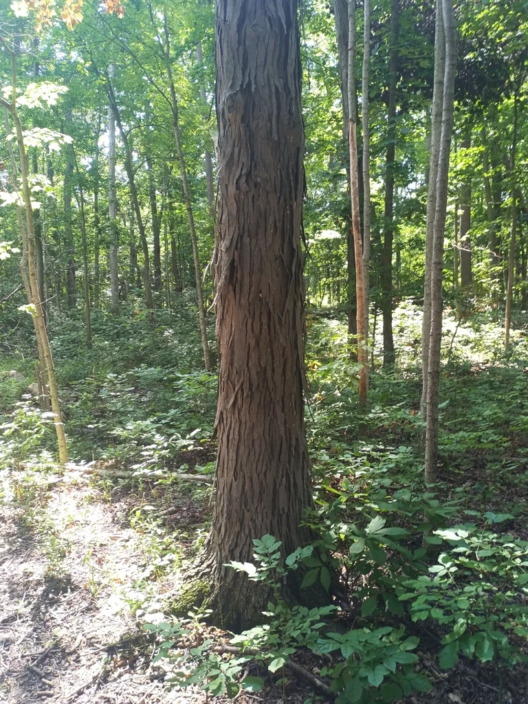 Carya Ovata