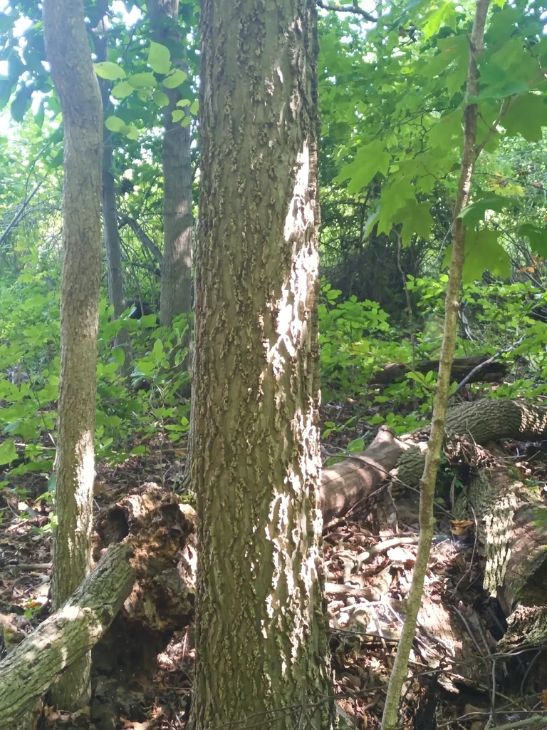 Celtis Occidentalis