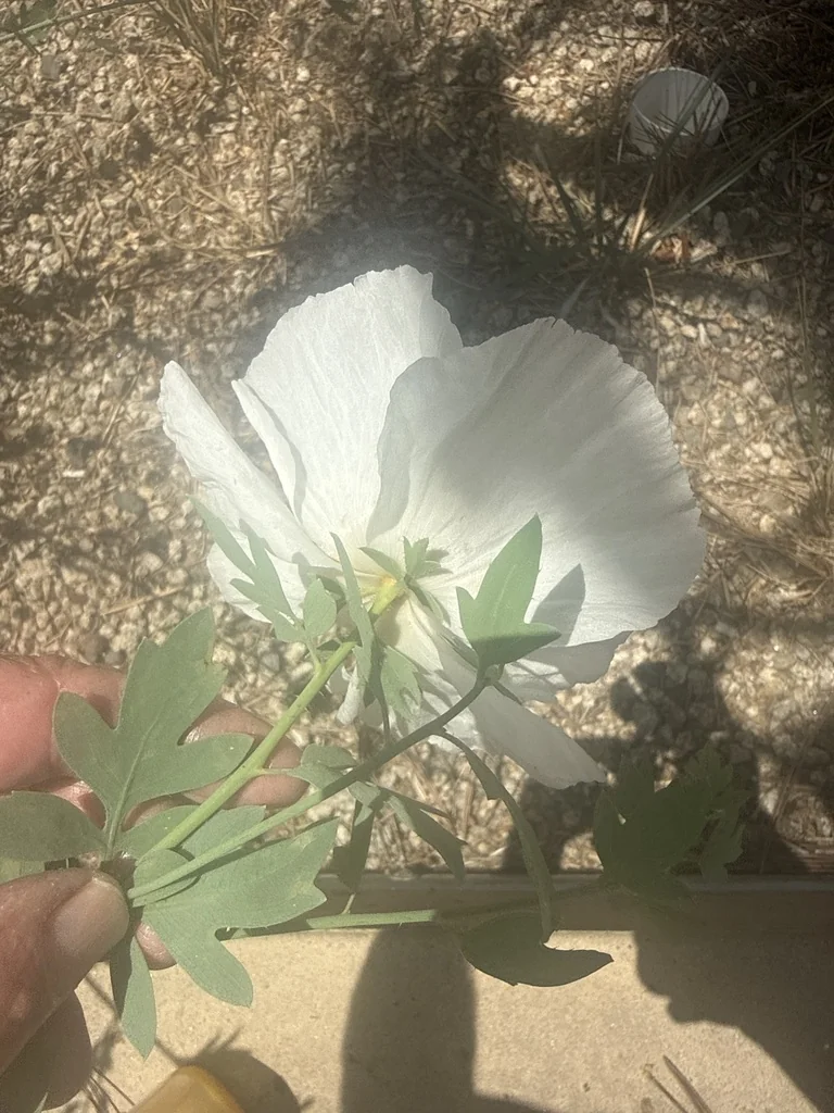 Romneya Coulteri