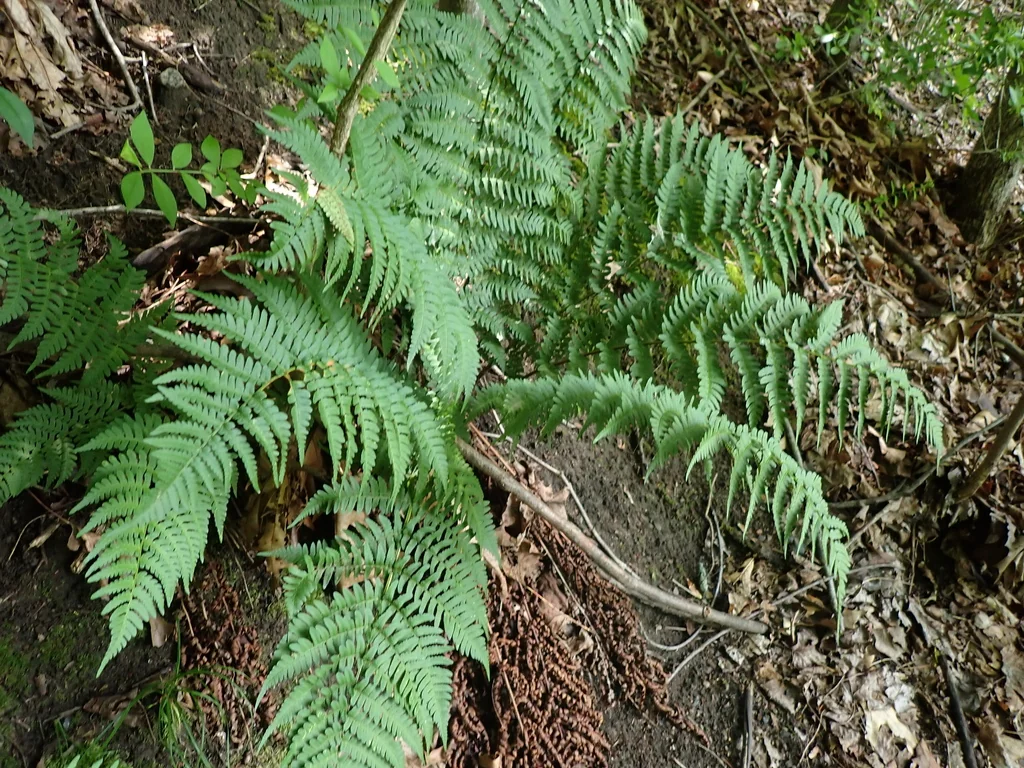 Dryopteris Marginalis